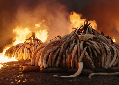 Elephant Tusk Burn, Nairobi National Park, Kenya. Photo courtesy of Anthropocene Films Inc. © 2018